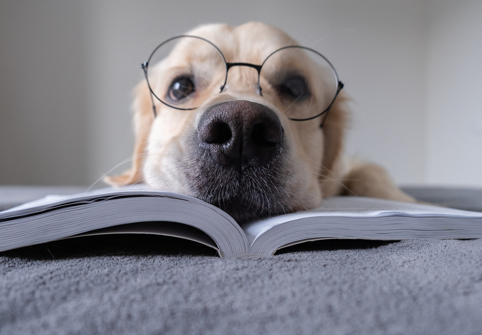A Large Dog In Round Glasses Is Reading A Book. The Golden Retri