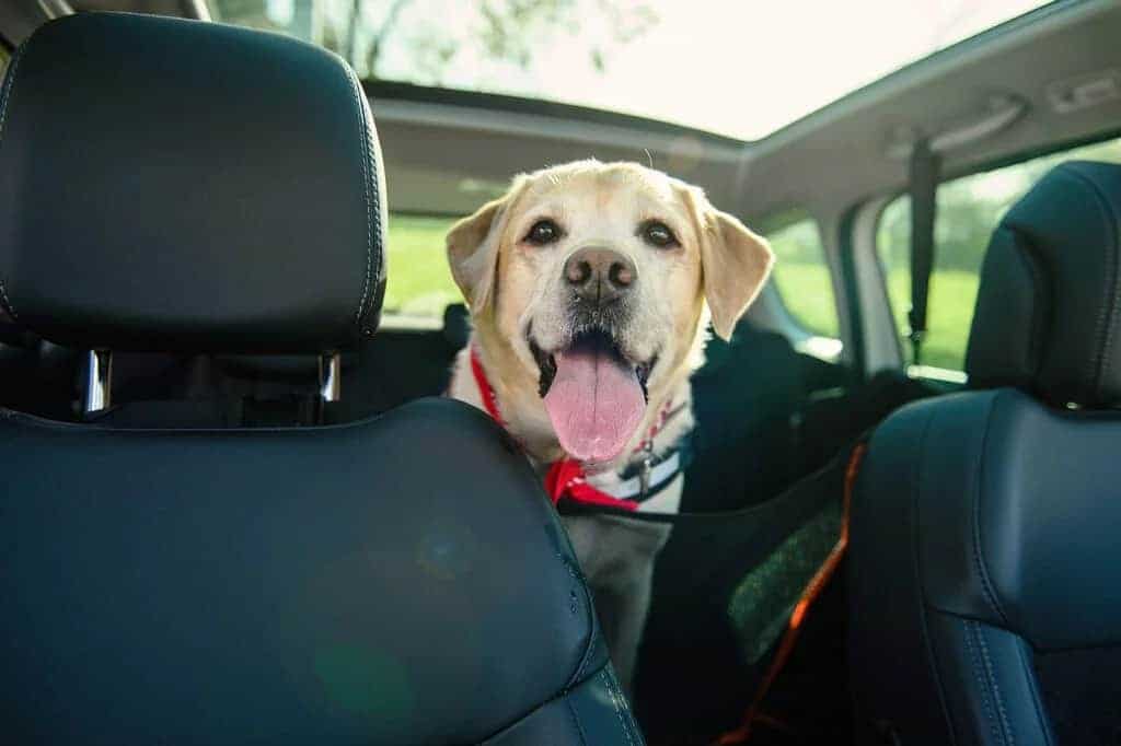 Car Accessories for Dogs