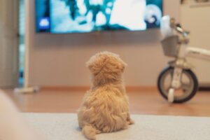 can dogs watch TV