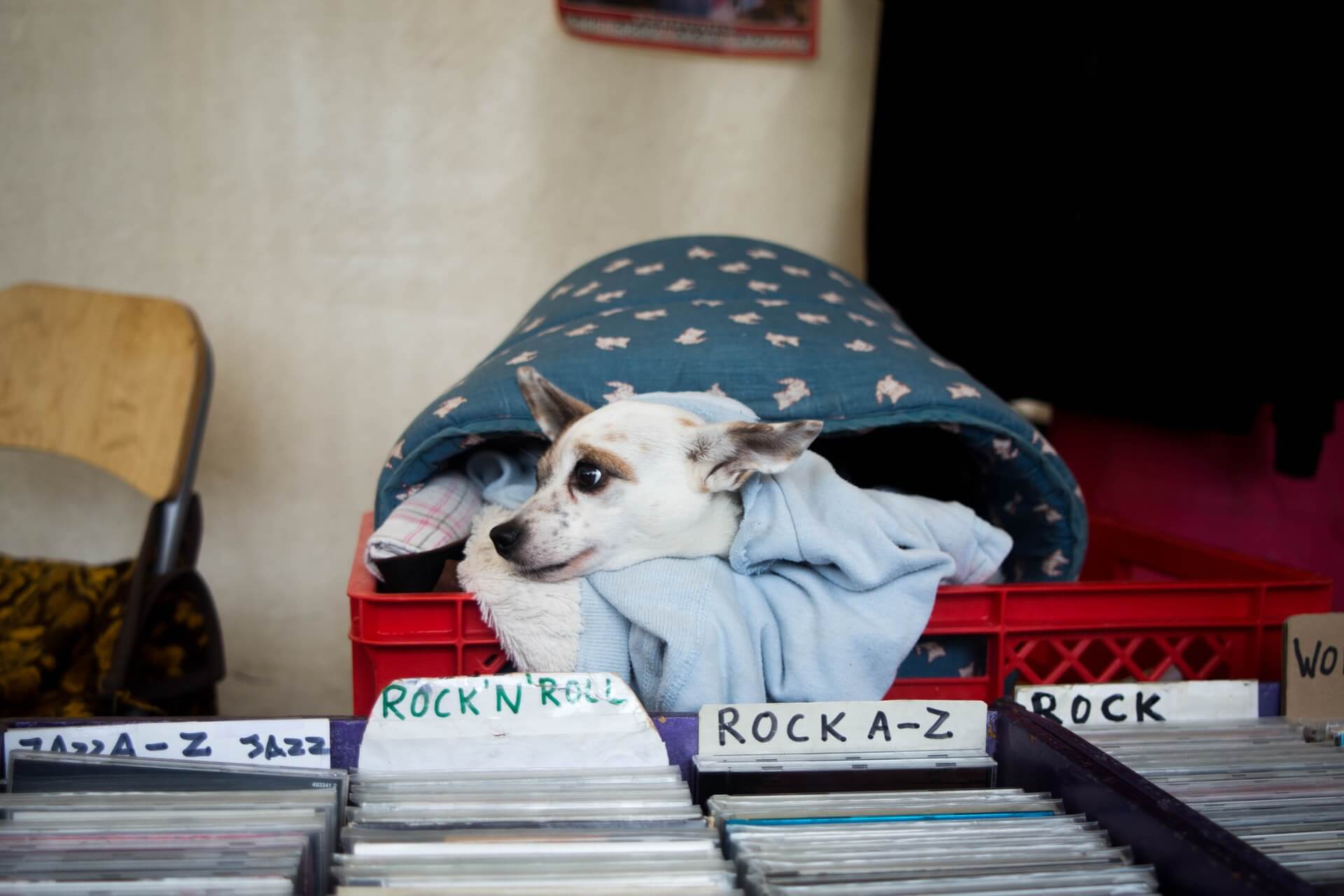 dogs like music