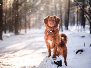 do dogs get cold