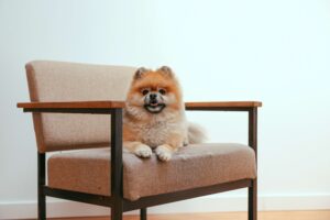 pomeranian dog sitting on a chair