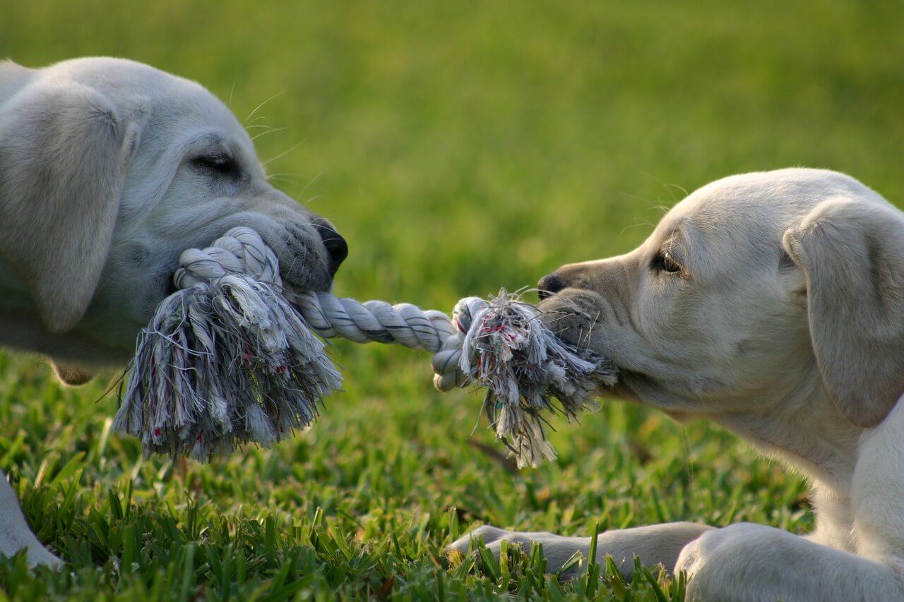 tug of war with dogs