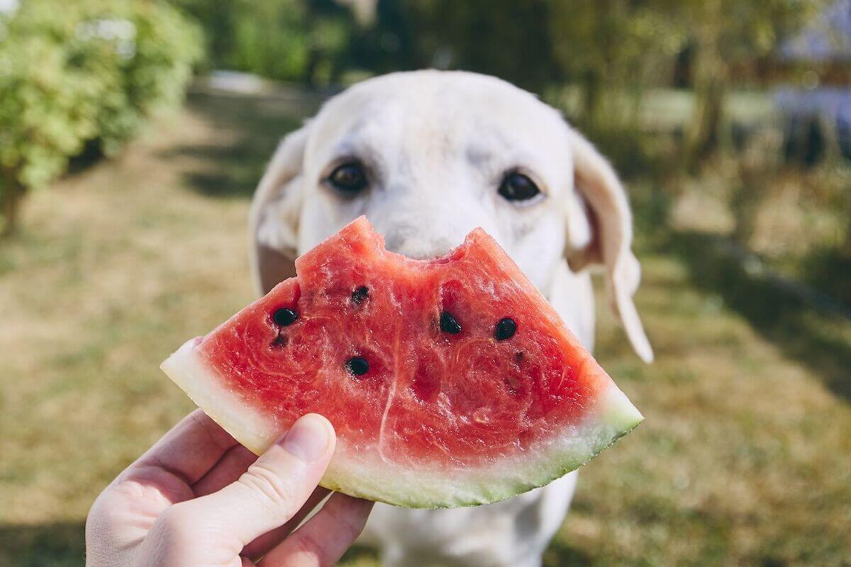 watermelon good for dog