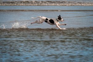dog sprints