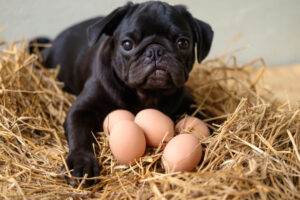 dogs eat eggs