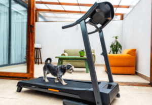 dog treadmill
