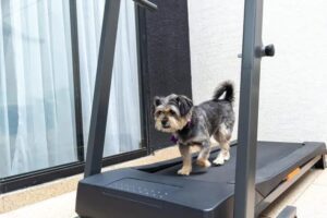 Treadmill Workout for Dogs