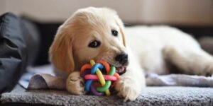 Dog chew toys