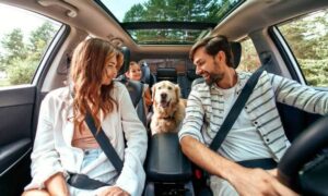 Traveling With Your Dog