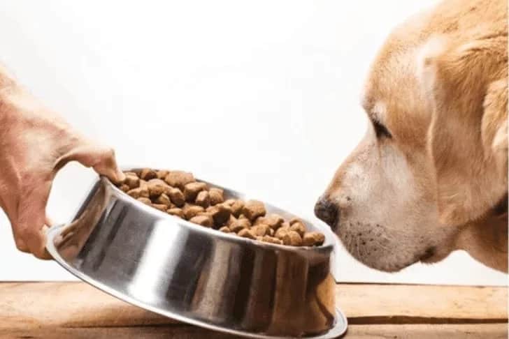 Healthy diet dog food