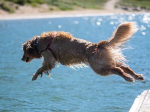 training your dogs how to dive