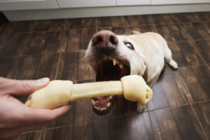 healthy food for dogs