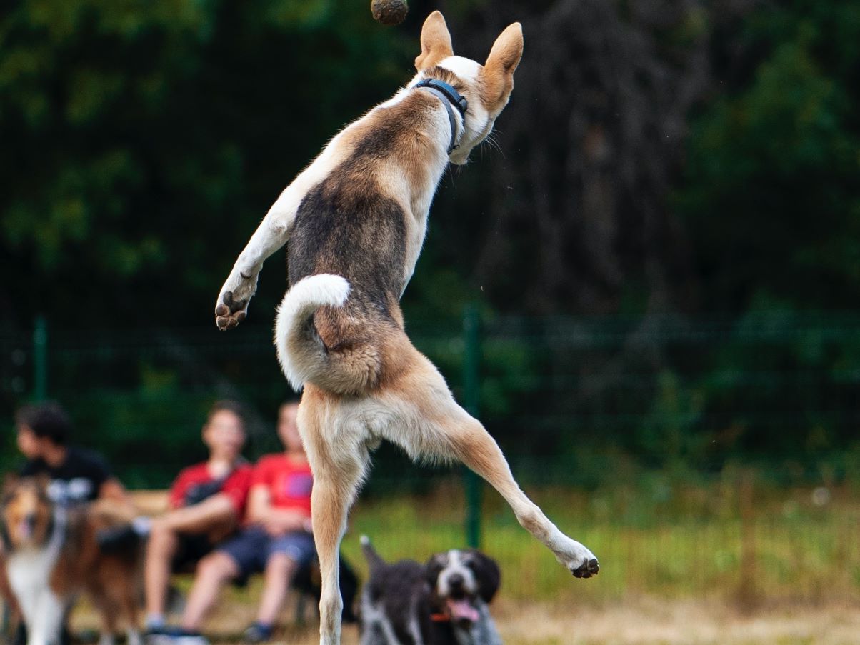 Training Your Dog How to Jump