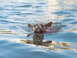 training your dog how to swim