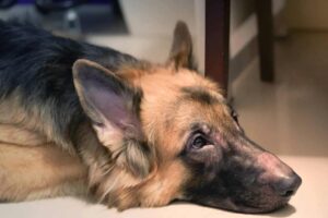 Dog Allergies