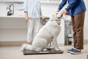 how heavy should my dog be