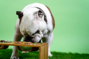 dog food guide