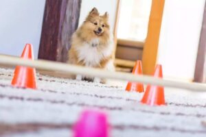 Dog Exercise