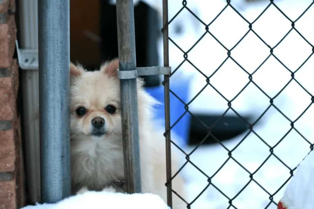 dog shelter adopt dont shop