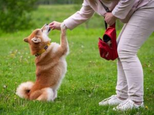 training dog to do tricks
