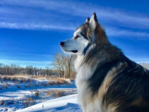 dog health problems