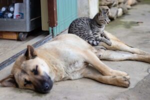 dog breeds compatible with cats
