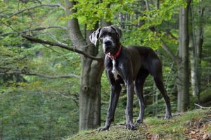 dog breeds with the shortest lifespan
