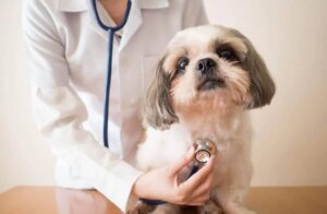 Pet Health Care