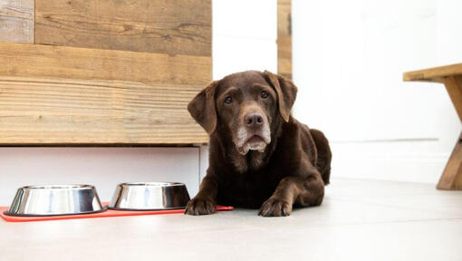 healthy food for dogs