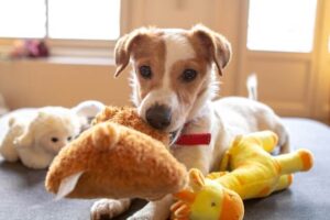 tips when choosing the right dog toy
