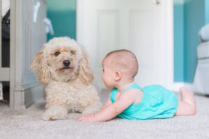 introduce your dog to a new baby