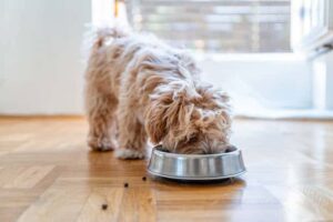 healthy dog food
