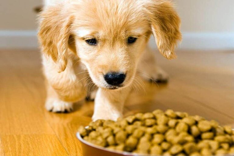 Best diet food for dogs