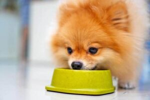 best diet food for dogs