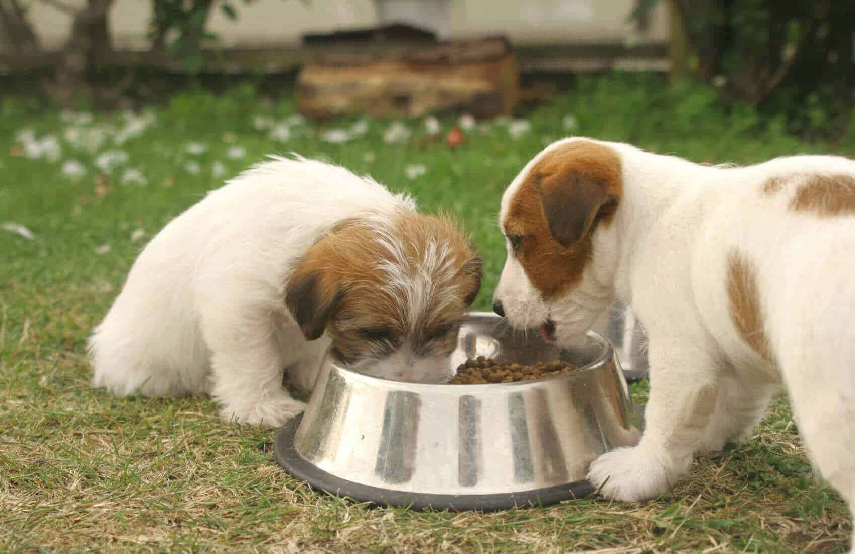 dog feeding guide