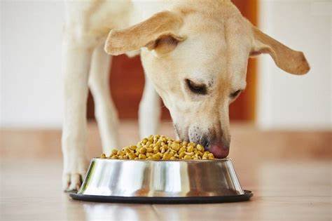 essential foods for dogs