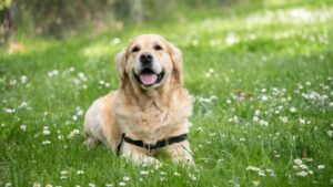 dog fitness exercise