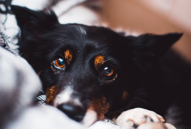 common eye problems in dogs