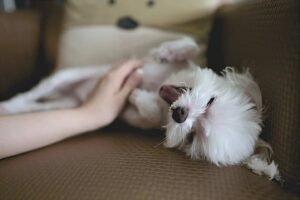 dog-massages
