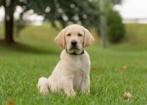 essential foods for dogs