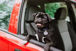 keep dog safe in car