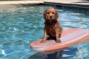 water activities with your dog
