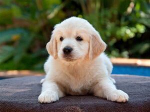 dog fitness food