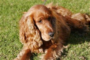 essential foods for dogs