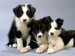essential foods for dogs