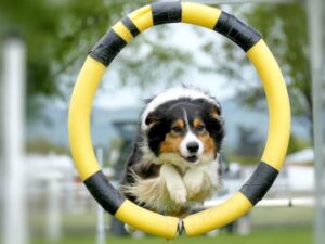 dog sport benefits