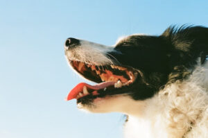 dog dental health