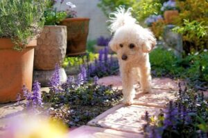 creating a dog-friendly garden