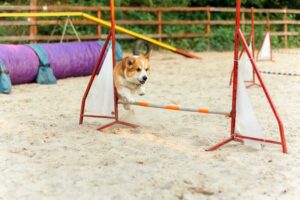 Exercise Plan for Dogs